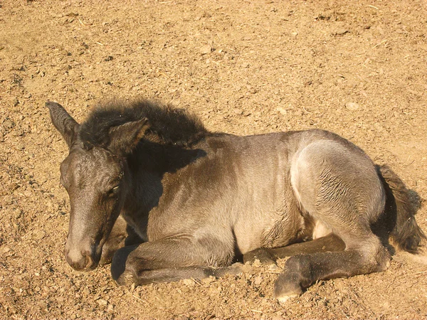 Puledro sdraiato sulla sabbia — Foto Stock