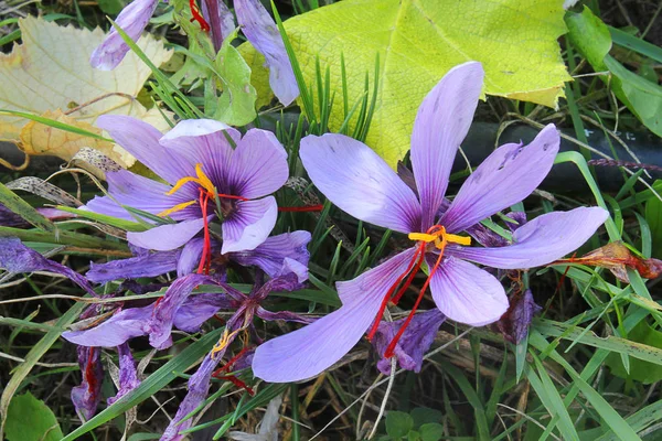 Planta de açafrão no campo — Fotografia de Stock