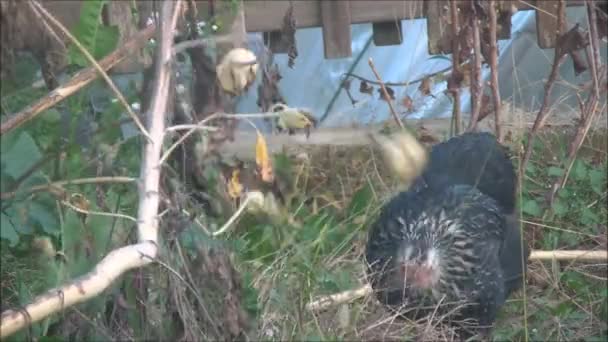 Gallina comer semillas de girasol — Vídeo de stock