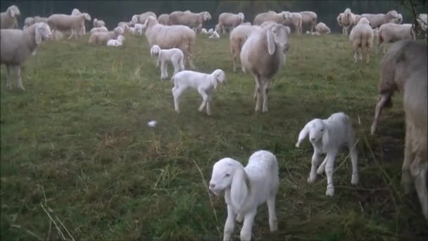 Corderos saltando en el campo — Vídeo de stock