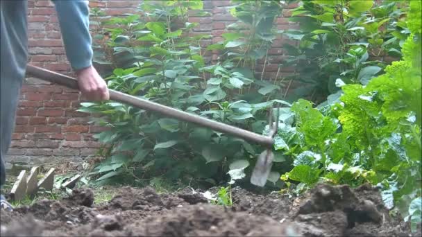 Bodenbearbeitung im Garten — Stockvideo