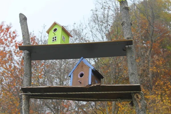 Nests among trees in the forest — Stock Photo, Image