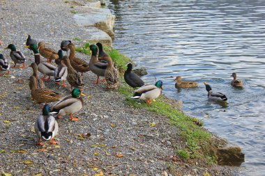 göl kıyısında ördekler
