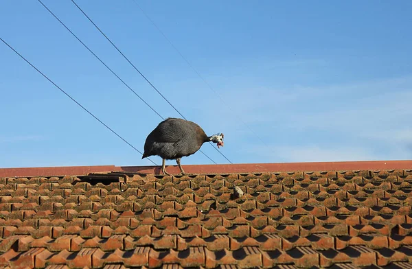 지붕에 guineafowl — 스톡 사진
