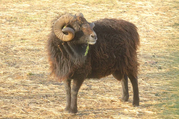 Mouflon in the field — Stock Photo, Image