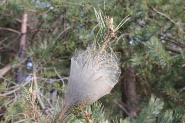 Tırtıllar dalı üzerinde yuva