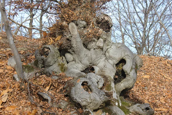 Wurzeln des Baumes im Wald — Stockfoto