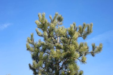 Çamın dalları gökyüzü arka plan üzerinde