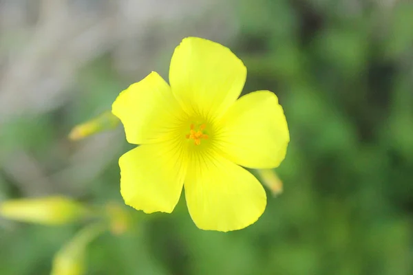 Yellow clover flower — Stock Photo, Image