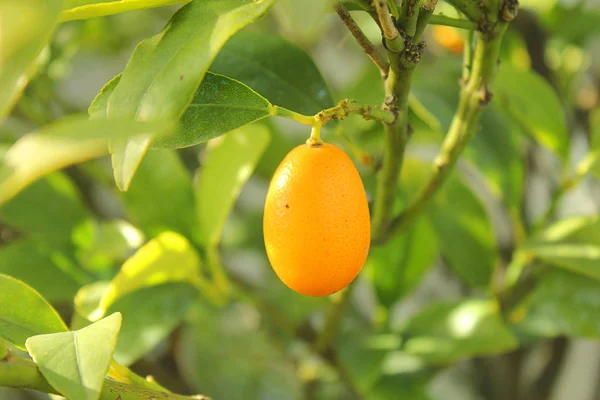 Loquat fruit on the tree — Stock Photo, Image