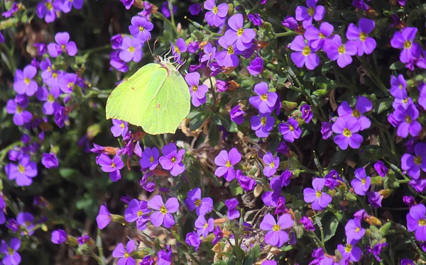 Бабочка зеленая и желтая на цветах — стоковое фото