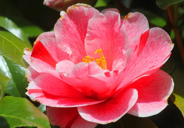Camellia kwiat w ogrodzie — Zdjęcie stockowe
