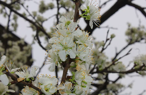 plum flowers on the branch