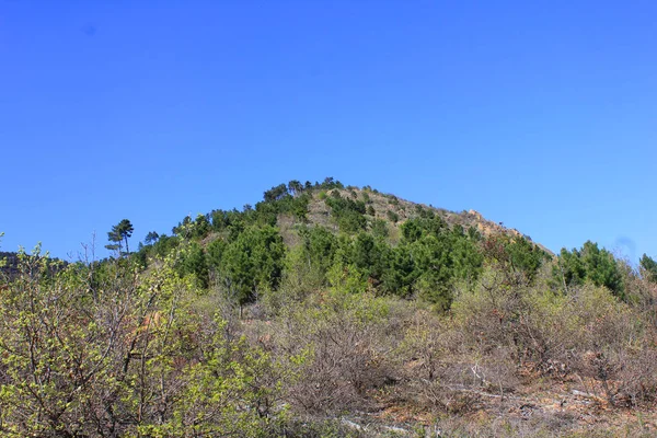 hill with trees and vegetation