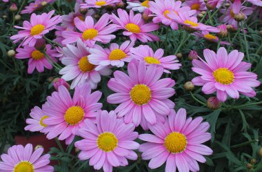 Bahçedeki Eflatun papatya