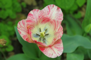 Lale çiçek pembe ve beyaz