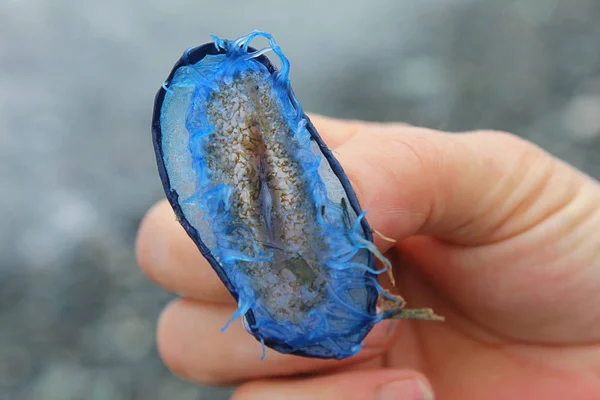 Mano con hidroides de Cornualles de Carol — Foto de Stock