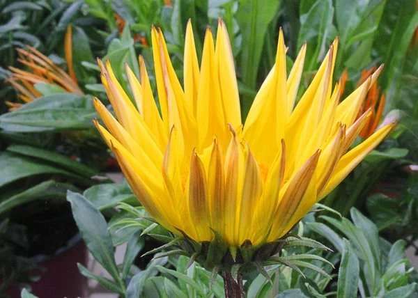 Gazania Blume im Garten — Stockfoto