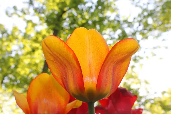 Tulipano aperto giallo e rosso — Foto Stock