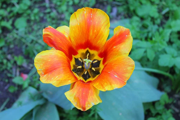 Fiore di tulipano arancione e giallo — Foto Stock