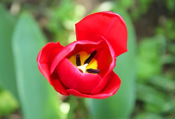 Tulpenblüte rot im Garten — Stockfoto