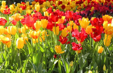 alan Lale kırmızı ve sarı ile