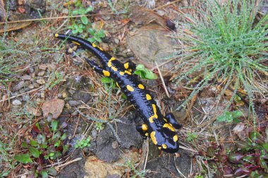 semender çimenlerin üzerinde