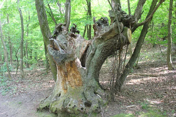 Großer Baumstamm im Wald — Stockfoto