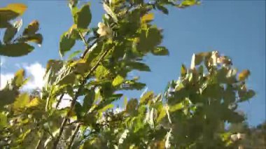 Rüzgar ağacı dalları