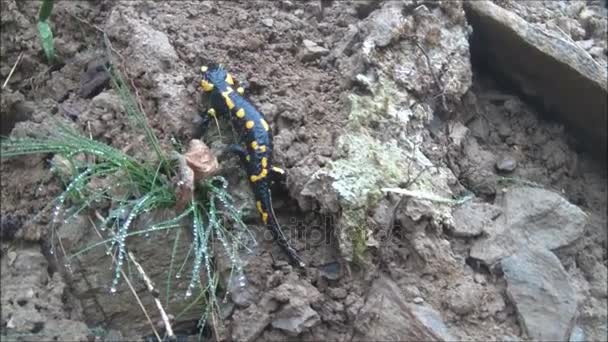 Salamandre grimpant sur le sol — Video