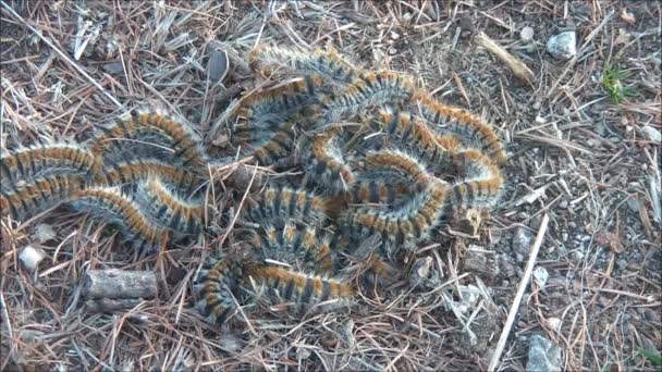 Caterpillars on the grass — Stock Video