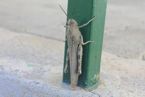 Cricket climbing on the pole — Stock Photo, Image