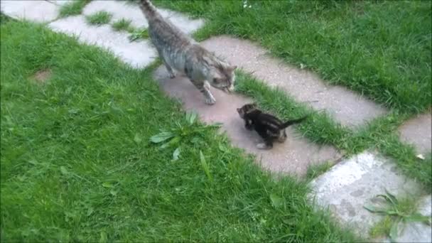 Gato e pequeno gato na grama — Vídeo de Stock