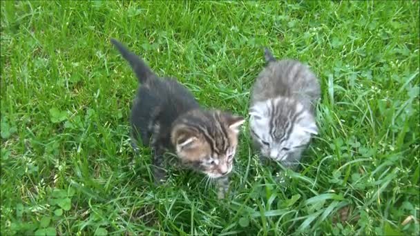 Weinig katten in het gras — Stockvideo