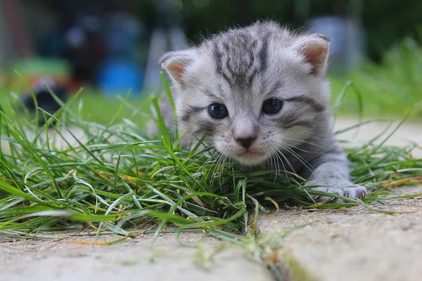 Pequeno gato close-up — Fotografia de Stock