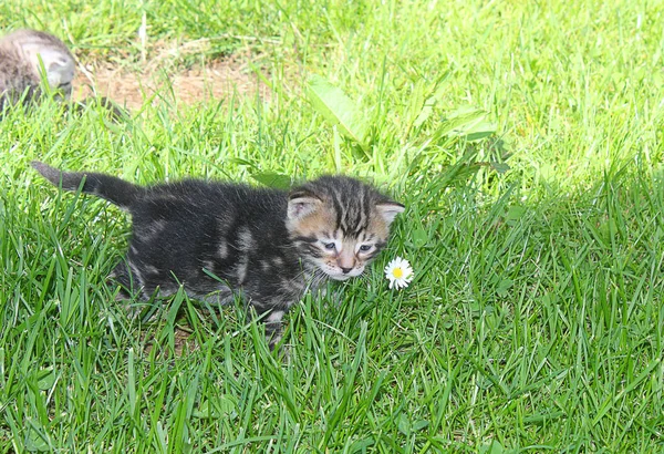 Μικρή γάτα στο χορτάρι κοντά ένα λουλούδι — Φωτογραφία Αρχείου