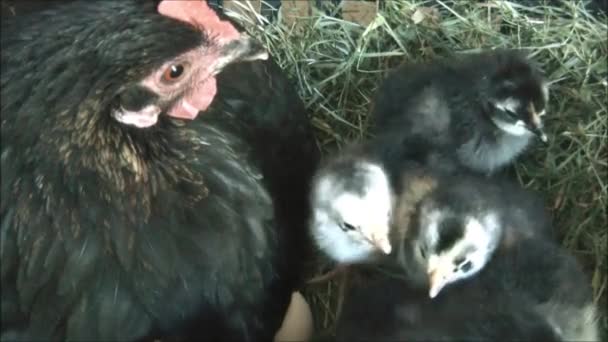 Gallina y polluelos recién nacidos — Vídeo de stock