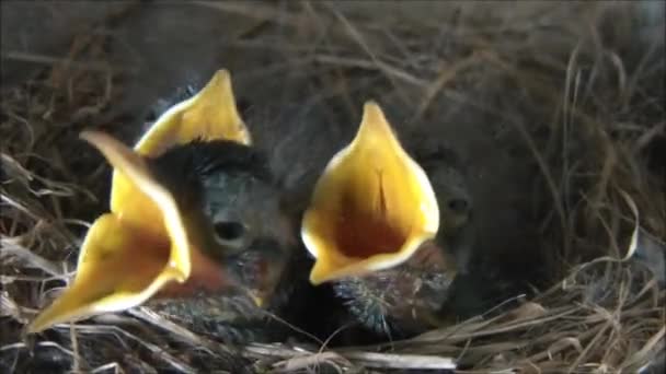 Polluelos en el nido esperando comida — Vídeo de stock