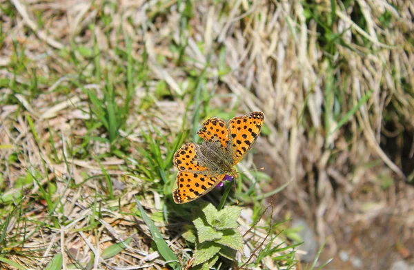 Borboleta na grama na montanha — Fotografia de Stock