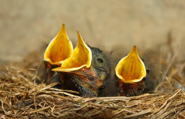 Γκόμενα πουλιά στη φωλιά αναμονής για τα τρόφιμα — Φωτογραφία Αρχείου