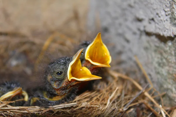 Polluelos de aves en el nido en la montaña — Foto de Stock