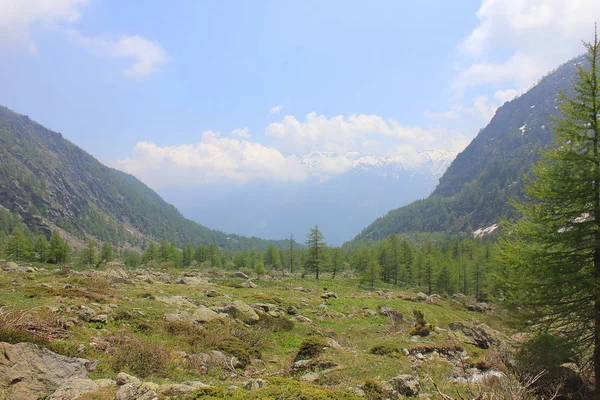 Panorama de un bosque en la montaña —  Fotos de Stock