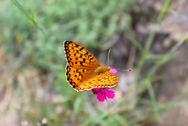분홍 꽃 위의 나비 — 스톡 사진
