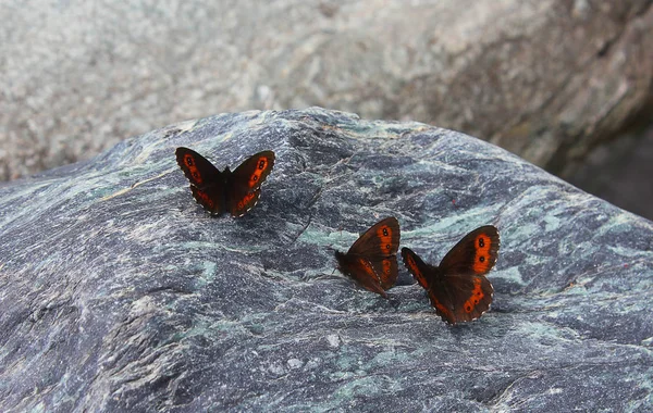 Vlinders op de stenen — Stockfoto