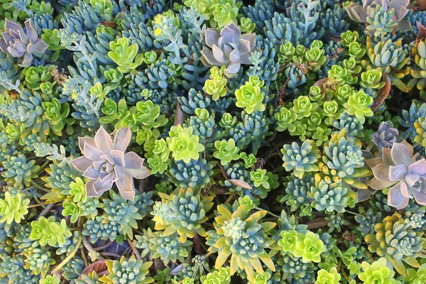 Fond avec des plantes succulentes — Photo