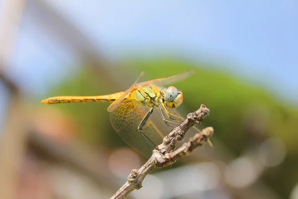 Insecte libellule sur une branche — Photo