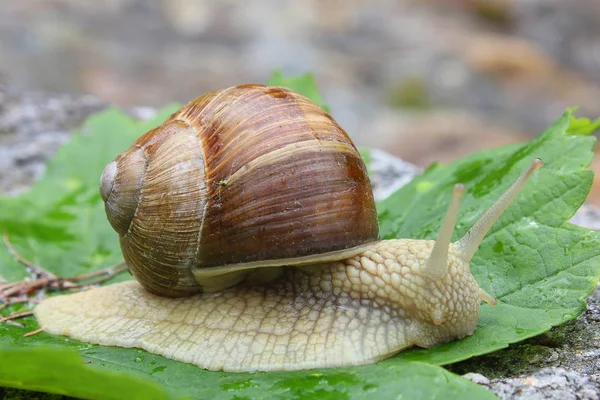 Caracol de permiso en el bosque — Foto de Stock