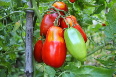 domates yeşil ve kırmızı bitki üzerinde