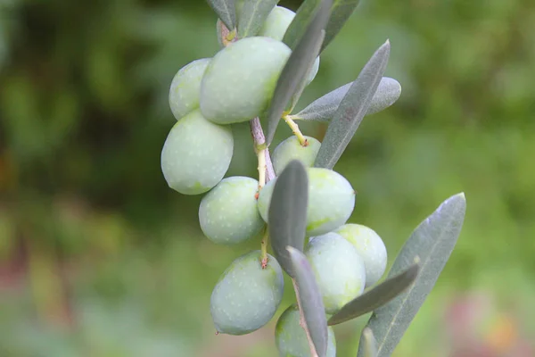 Zweig mit Oliven im Garten — Stockfoto