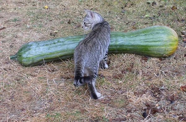 猫附近的一个大南瓜 — 图库照片